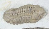 Beautiful Lochovella (Reedops) Trilobite - Oklahoma #23858-4